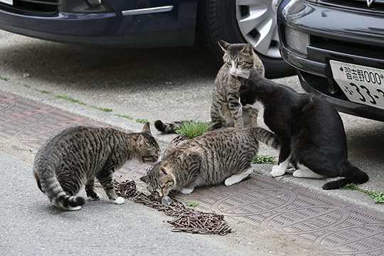 太田区のねこ