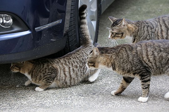 太田区のねこ