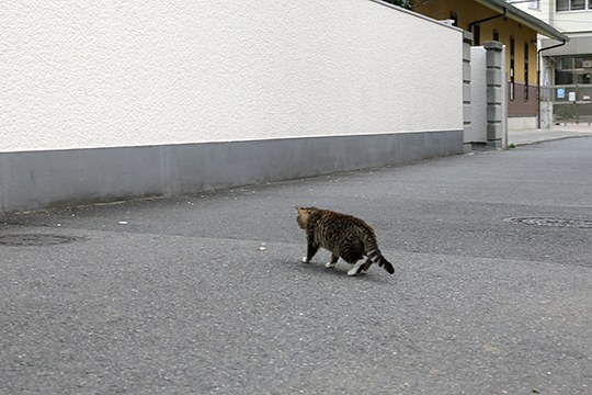 太田区のねこ