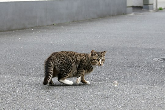 太田区のねこ