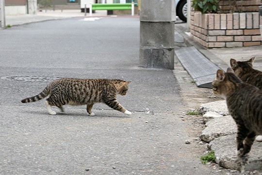 太田区のねこ