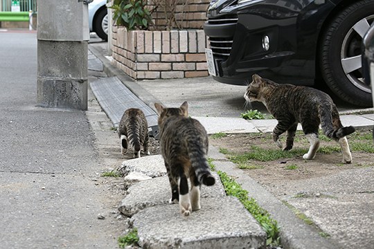 太田区のねこ