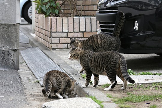 太田区のねこ