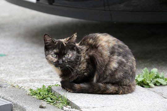 太田区のねこ