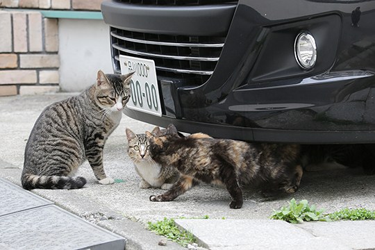 太田区のねこ