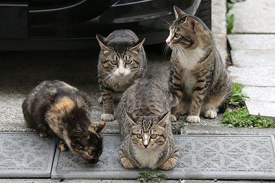 太田区のねこ