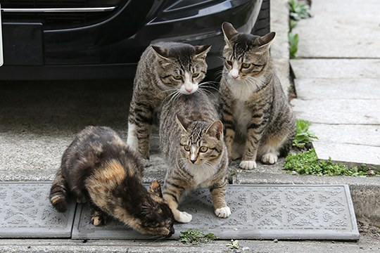 太田区のねこ