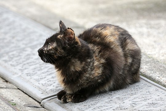 太田区のねこ