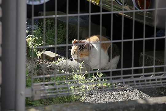 太田区のねこ
