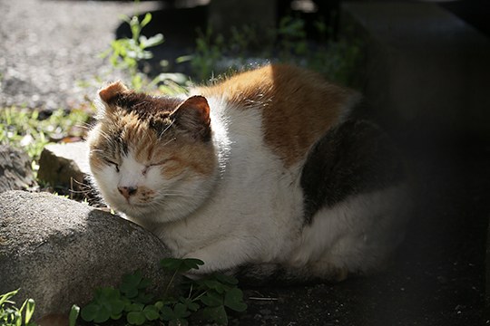 太田区のねこ