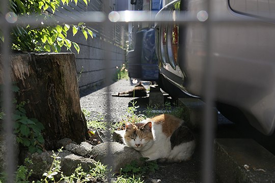 太田区のねこ