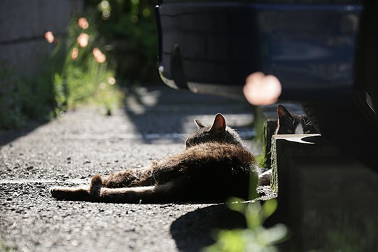 太田区のねこ