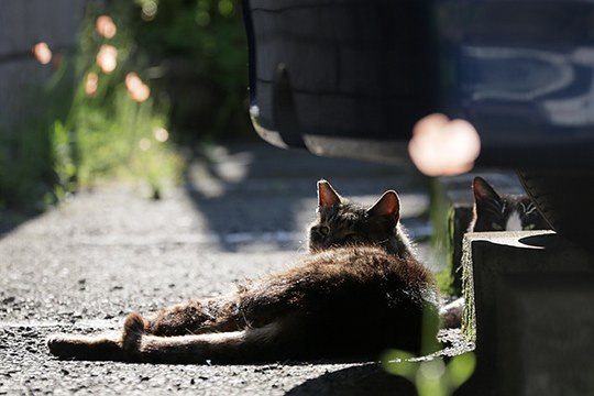 太田区のねこ