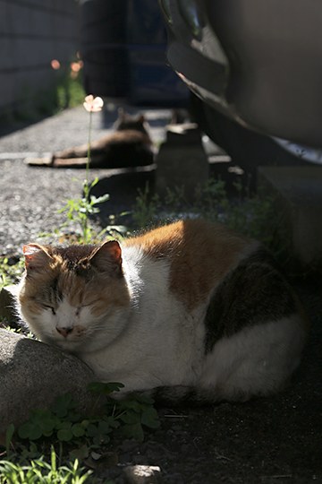 太田区のねこ