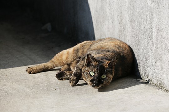 太田区のねこ