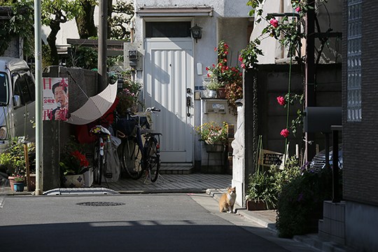 太田区のねこ