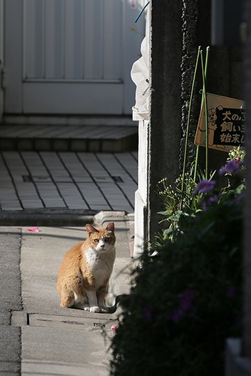 太田区のねこ