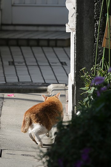 太田区のねこ