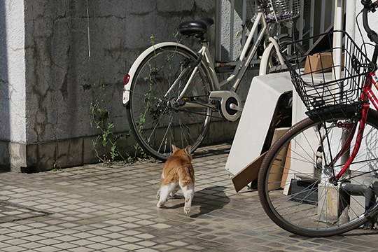 太田区のねこ