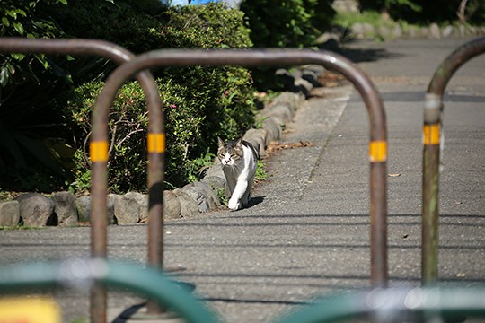太田区のねこ