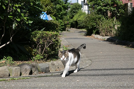 太田区のねこ
