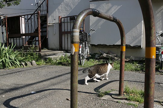 太田区のねこ