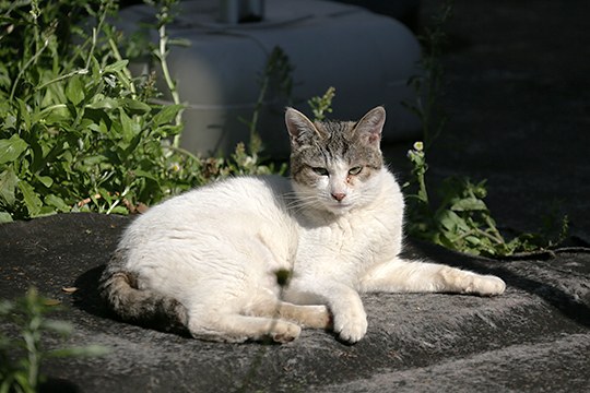 太田区のねこ