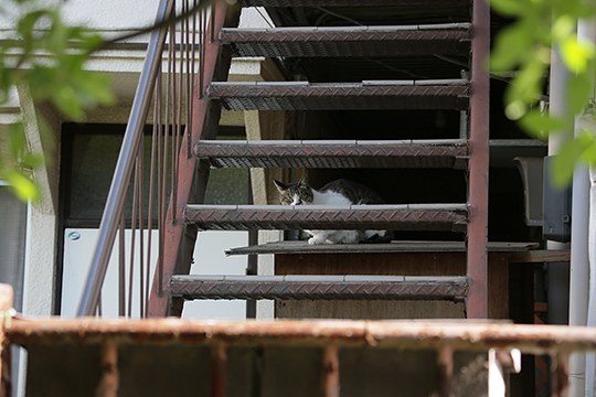 太田区のねこ
