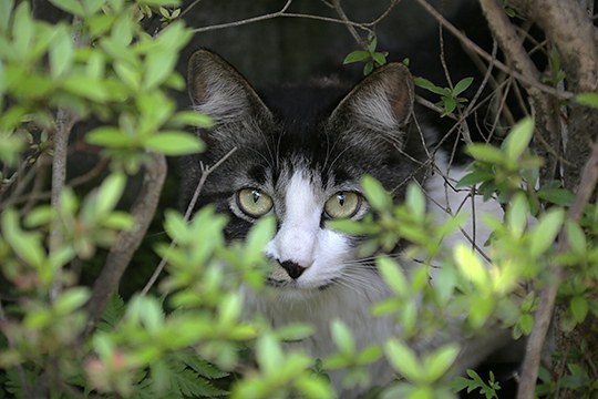 太田区のねこ