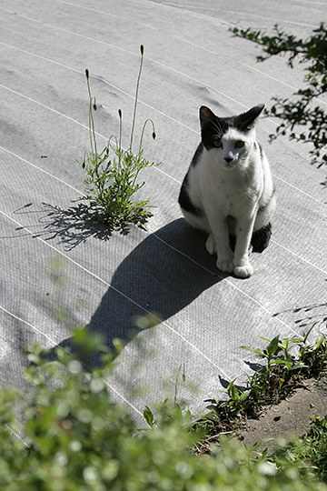 太田区のねこ