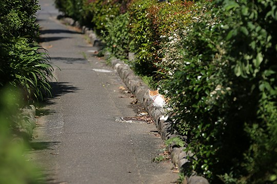 太田区のねこ