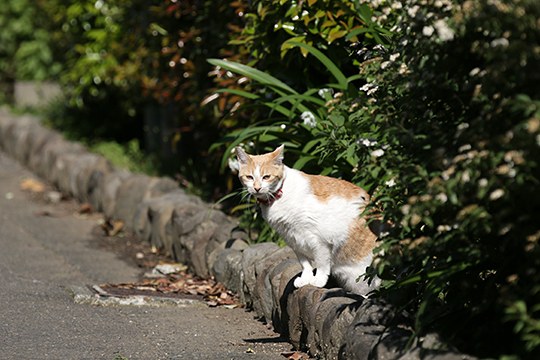 太田区のねこ