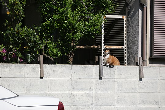 太田区のねこ