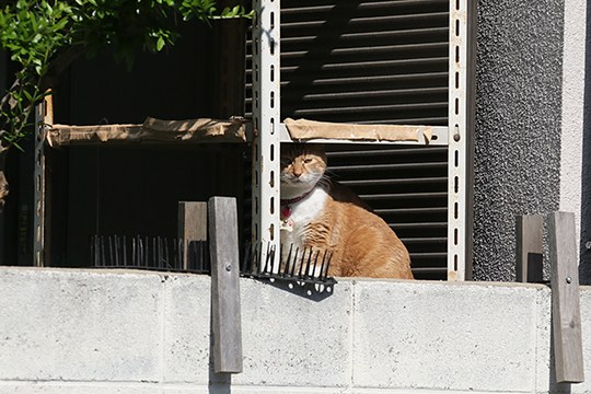 太田区のねこ