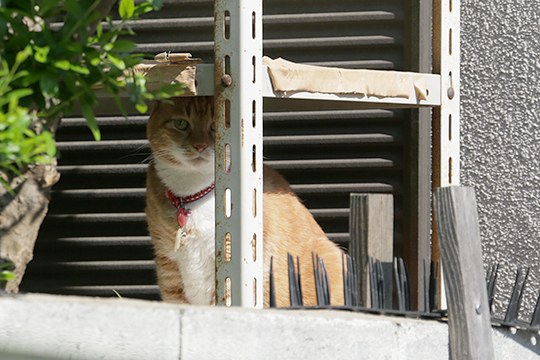 太田区のねこ