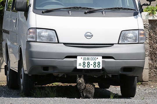 太田区のねこ