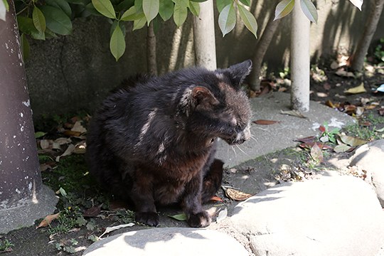 太田区のねこ