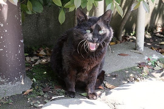 太田区のねこ