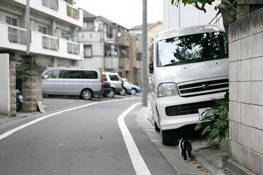 太田区のねこ