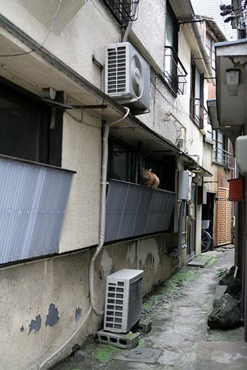 太田区のねこ