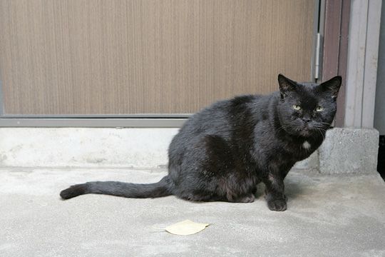 太田区のねこ