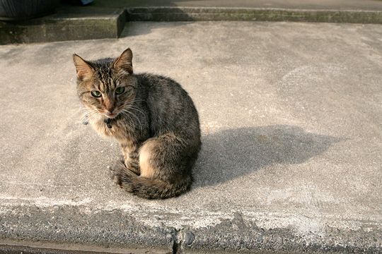 太田区のねこ