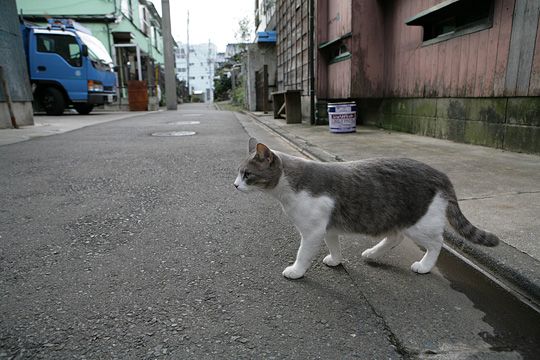 太田区のねこ