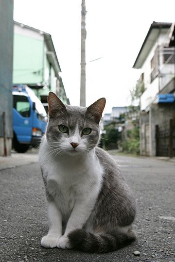 太田区のねこ