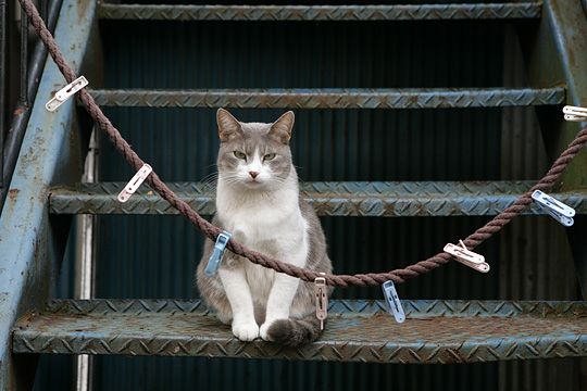 太田区のねこ