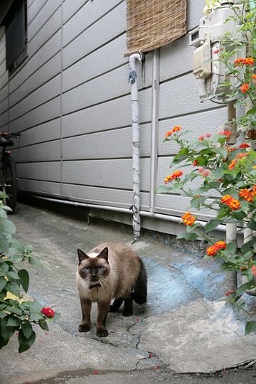 太田区のねこ