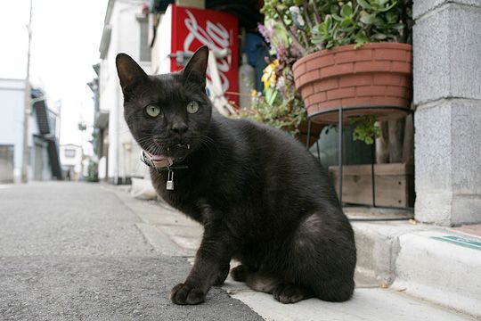 太田区のねこ