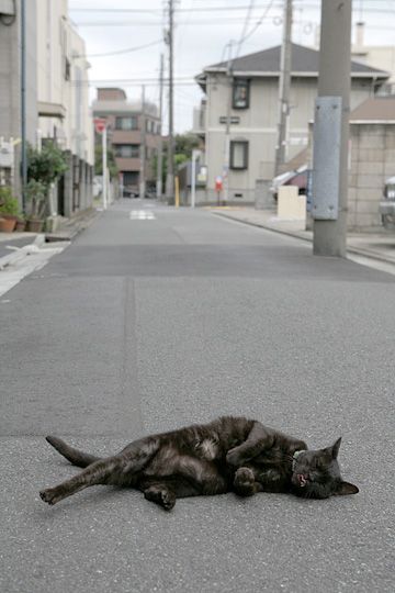 太田区のねこ