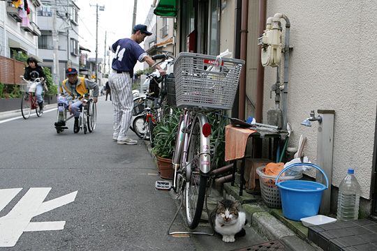 太田区のねこ