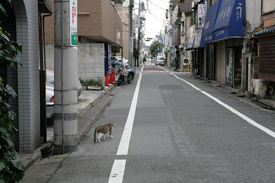 太田区のねこ